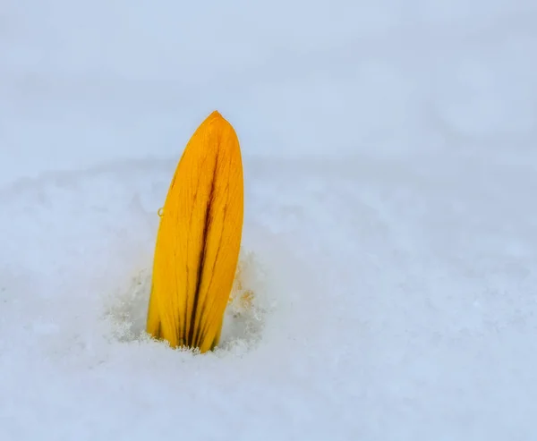 Gros Plan Bourgeon Fleur Crocus Jaune Dans Neige — Photo