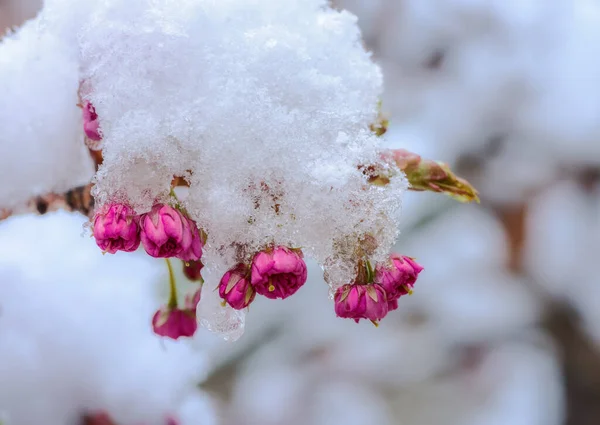 Closeup Snow Covered Pink Cherry Blossoms — Foto Stock