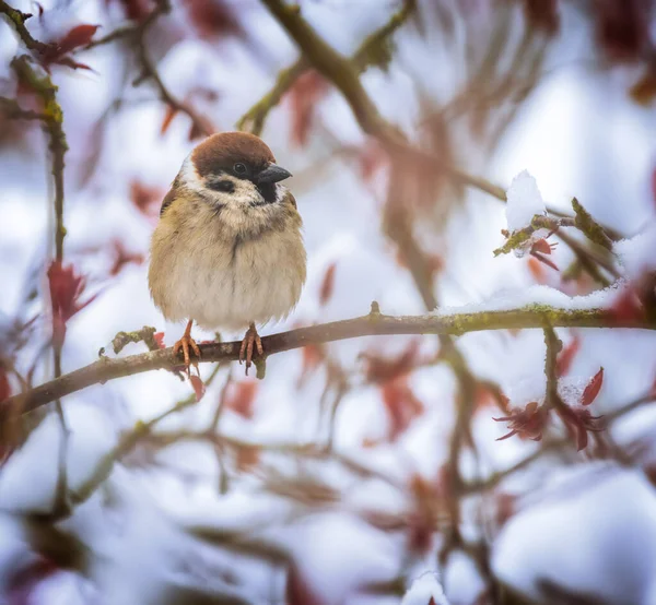 Cloeseup Eines Sperlings Sitzt Auf Dem Zweig Eines Schneebedeckten Baumes — Stockfoto