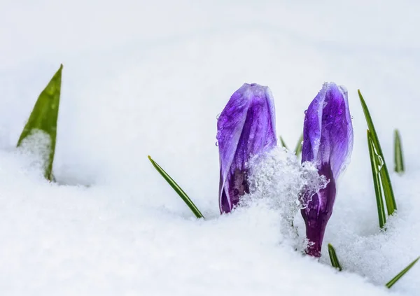 Primo Piano Bocciolo Fiore Croco Viola Nella Neve — Foto Stock