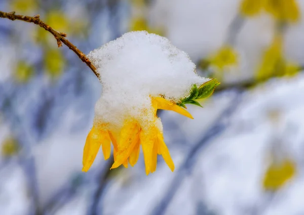 Nieve Hielo Cubren Las Flores Arbusto Forsythia —  Fotos de Stock