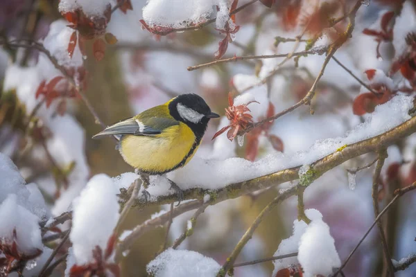Cloeseup of a great tit bird sitting on the twig of a snow covered tree