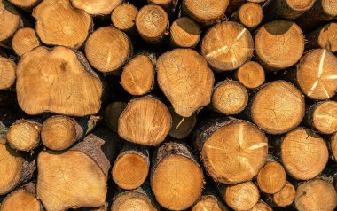 Arka planda istiflenmiş odun yığını