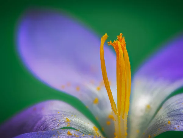 Makro Fialového Krokus Květ Květ — Stock fotografie