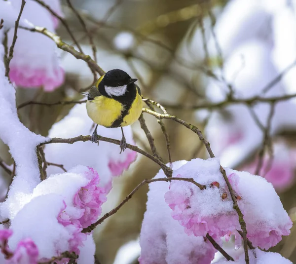 Closeup of a great tit on a tree with snow covered pink cherry blossoms