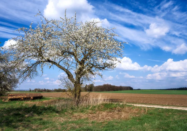 Paesaggio Con Prato Albero Frutto Fiorito — Foto Stock