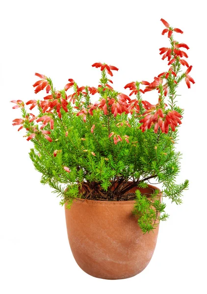 Closeup Solated Potted Red Erica Erica Winter Fire Plant — Stock Photo, Image