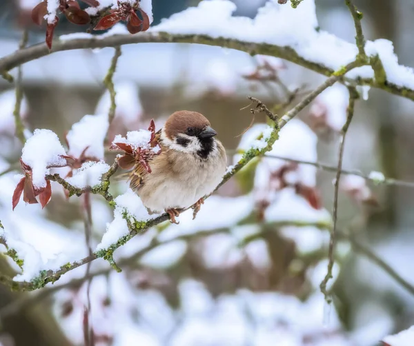 Cloeseup Sparrow Sitting Twig Snow Covered Tree — 스톡 사진