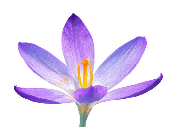 Makro Bir Izole Mor Çiğdem Çiçek Çiçek — Stok fotoğraf