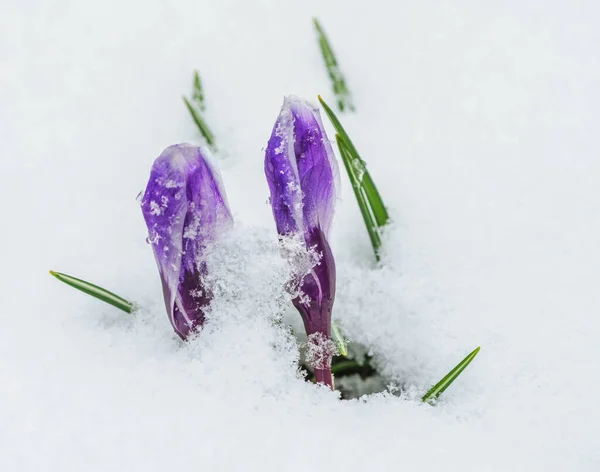 Closeup Purple Crocus Flower Bud Snow — Foto Stock