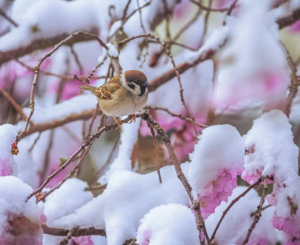 Zbliżenie Wróbla Drzewie Kwiatami Wiśni Pokrytymi Śniegiem — Zdjęcie stockowe