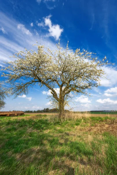 Krajobraz Łąki Kwitnących Drzew Owocowych — Zdjęcie stockowe