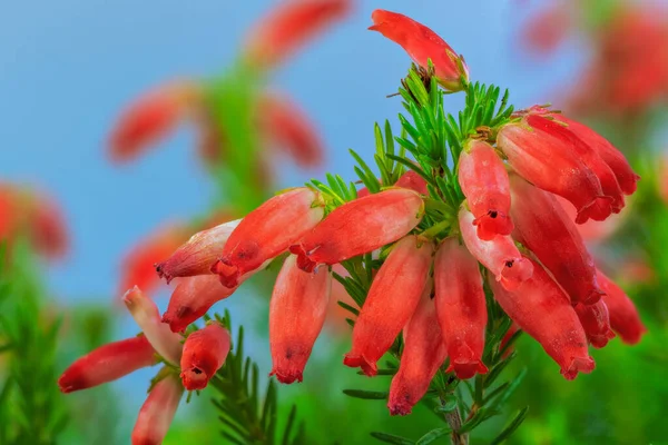 Μακρο Κόκκινα Άνθη Ερίκας — Φωτογραφία Αρχείου
