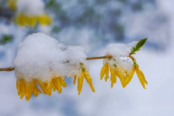 Snow Ice Covered Blossoms Forsythia Bush — Photo