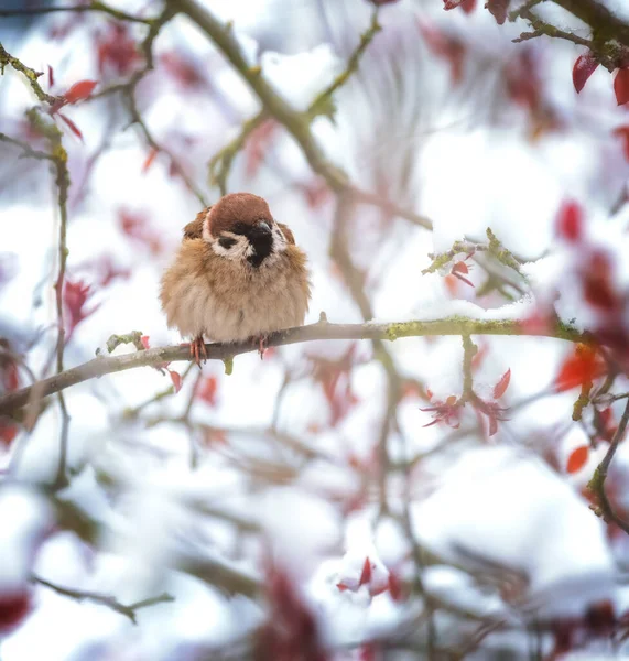 Cloeseup Eines Sperlings Sitzt Auf Dem Zweig Eines Schneebedeckten Baumes — Stockfoto