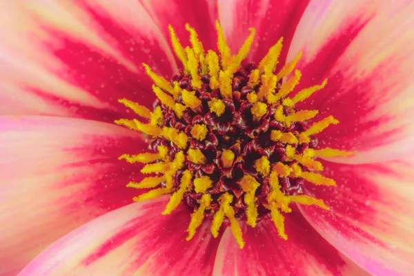 Makro Einer Abstrakten Dahlienblüte — Stockfoto