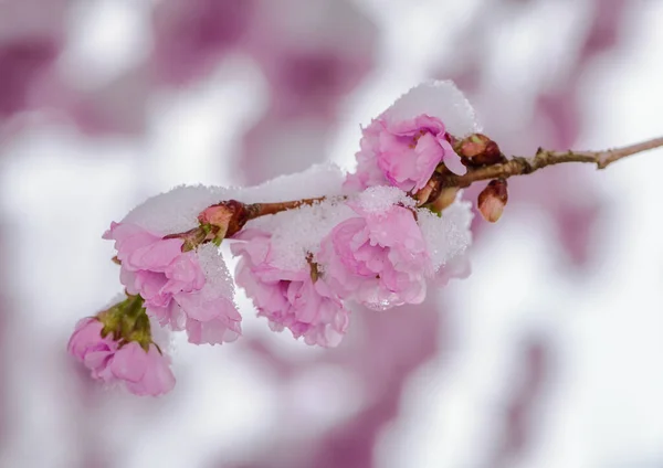 Closeup Snow Covered Pink Cherry Blossoms — Photo