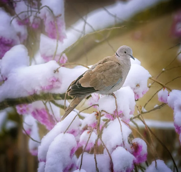 눈덮인 분홍색 벚꽃이 비둘기 — 스톡 사진