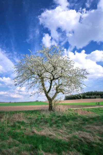 Paisaje Con Prado Árbol Frutal Floreciente —  Fotos de Stock