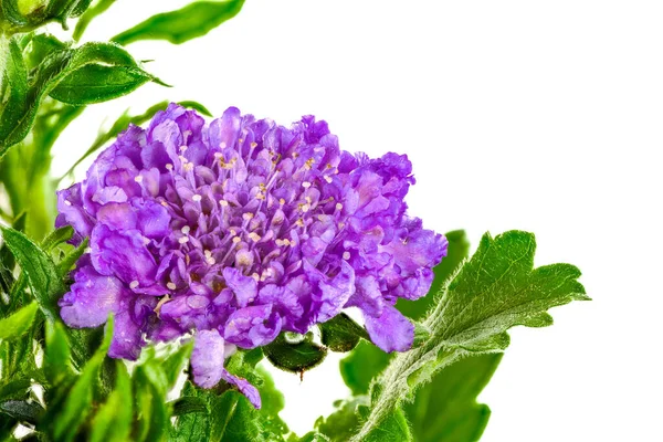 Makro Květu Scabiosa — Stock fotografie