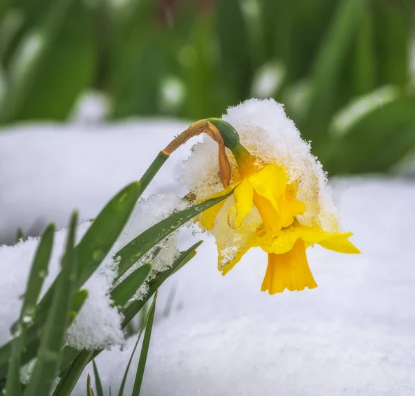 Sluitingen Van Gele Narcissen Bloemen Sneeuw — Stockfoto