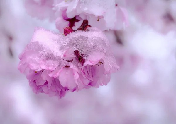 Detailní Záběr Zasněžených Růžových Třešňových Květů — Stock fotografie