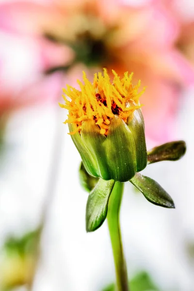 Macro Dahlia Flower Bud — Stock Photo, Image