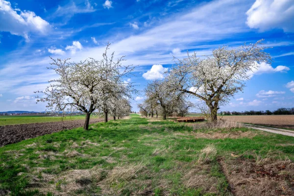草原と開花のフルーツの木のある風景します — ストック写真