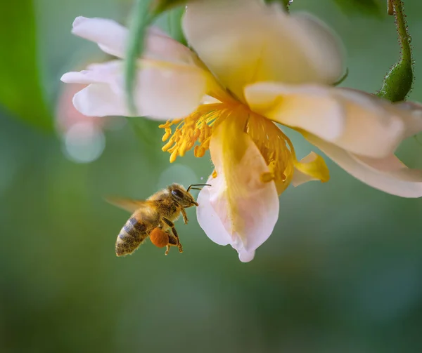 Makro Včely Letící Rozkvětu Bílé Růže — Stock fotografie