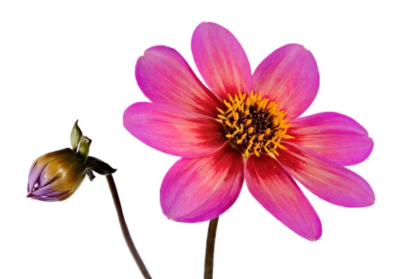 Μακροεντολή Από Ένα Άνθος Λουλούδι Απομονωμένες Ντάλια — Φωτογραφία Αρχείου