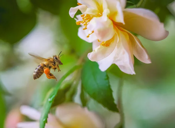 Makro Včely Letící Rozkvětu Bílé Růže — Stock fotografie