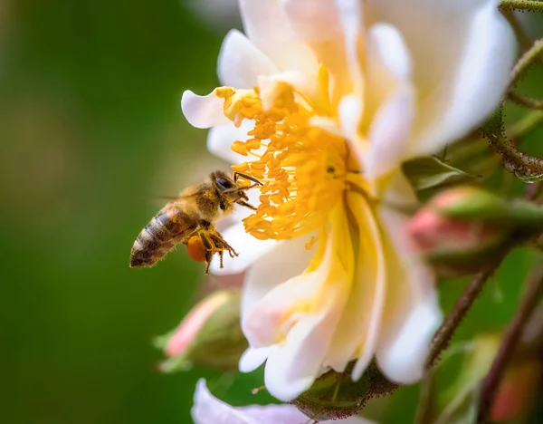Makro Pszczoły Lecącej Kwiatu Białej Róży — Zdjęcie stockowe