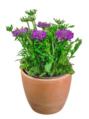 İzole bir saksı uyuz çiçeğine yakın çekim