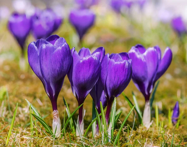Primavera Con Flores Corcus Púrpura Prado — Foto de Stock