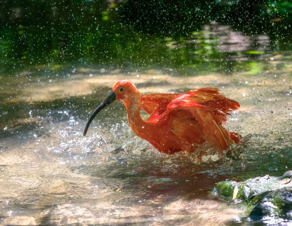 Red Scarlet Ibis Eudocimus Ruber Bathing Water — Foto de Stock
