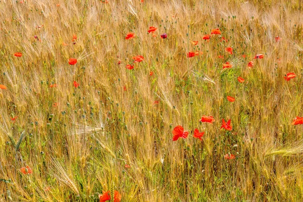 Kukuřičné Pole Pozadí Červeným Mákem Květiny — Stock fotografie