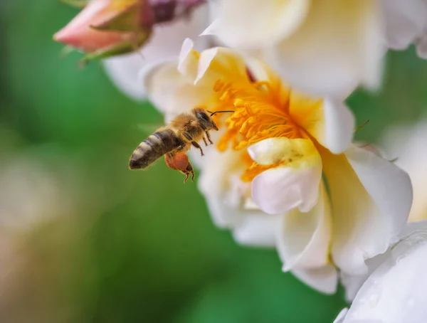 白いバラの花に飛ぶ蜂のマクロ — ストック写真