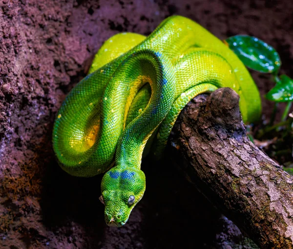 Closeup Green Tree Python Snake — Fotografia de Stock