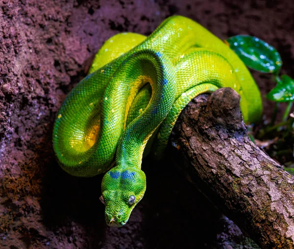 Nahaufnahme Einer Grünen Baumpythonschlange — Stockfoto