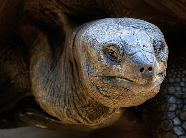 Closeup Tortoise Reptile — Foto de Stock