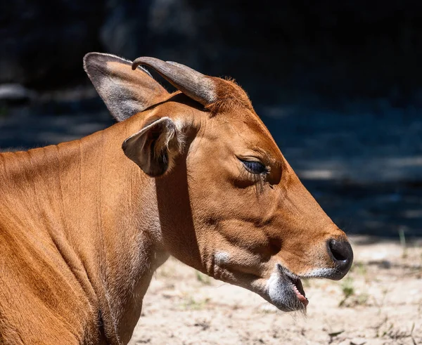 Portrait Brown Banteng Cattle — Stock Photo, Image