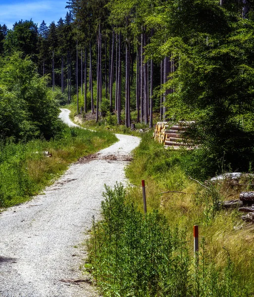 Landskap Med Slingrande Grusväg Genom Skogen — Stockfoto