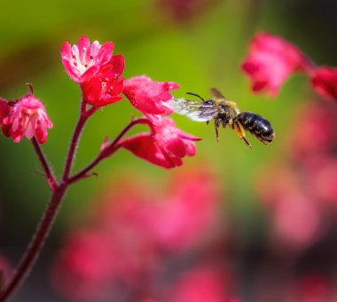 Macro of a bee flying to a red heuchera flower