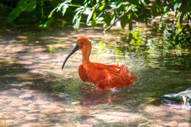 Kızıl Ibis (Eudocimus ruber) suda banyo yapıyor.
