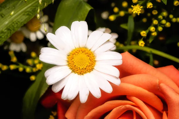 Closeup Flower Arrangement Daisy Rose — Stock Photo, Image