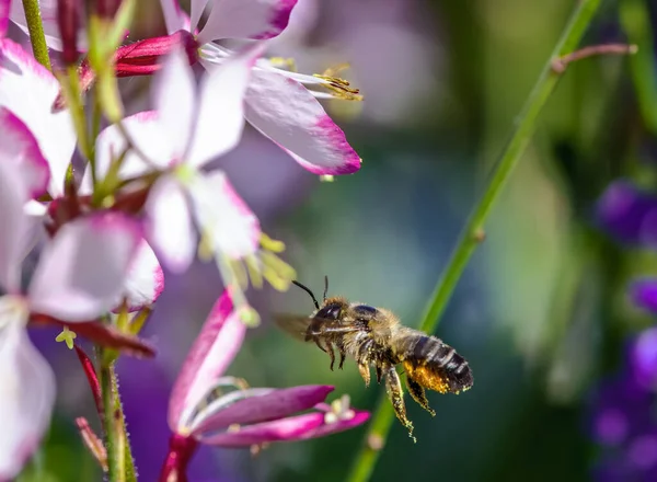 Macro Bee Flying Indian Feather Flower Blossom — Zdjęcie stockowe