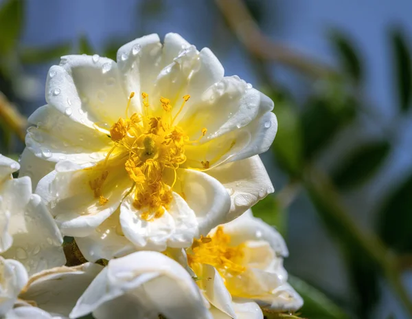 Blossom White Rambling Rose Flower Bush — Stockfoto