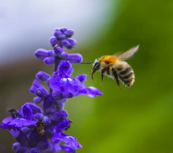 Macro Common Carder Bee Flying Purple Sage Flower Blossom — Zdjęcie stockowe