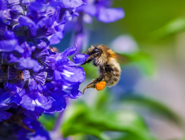 Macro Common Carder Bee Purple Sage Flower Blossom — Fotografia de Stock