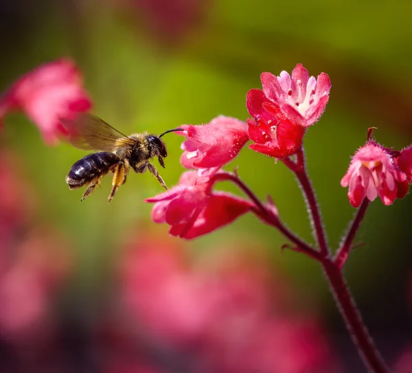 Macro Bee Flying Red Heuchera Flower — Photo